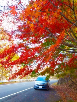 紅葉の中をドライブ